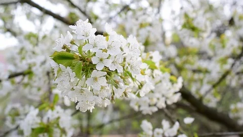 Close-up of blossoming white cherry tree flowers Stock Footage 87794646