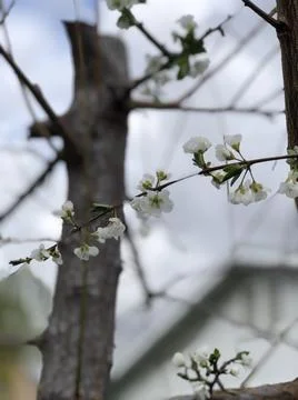 Close up Blossoms Foto stock