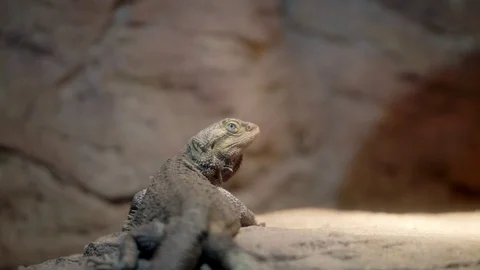 Close up of Blotch blue tongue lizard Video stock 73096108