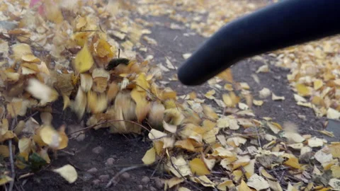 A close-up blower blows fallen leaves in a Russian courtyard Stock Footage 141461886