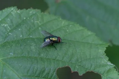 A Close Up Of A Blowfly On A Leaf Stock Photos