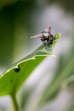 A Close Up Of A Blowfly On A Leaf Stock Photos