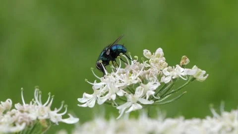 Close-up Blowfly sucking out nectar with trunk of a white flower blossom. Video stock 158674463
