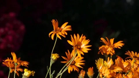 Close Up of Blowing African Daisies Stock Footage 96466699