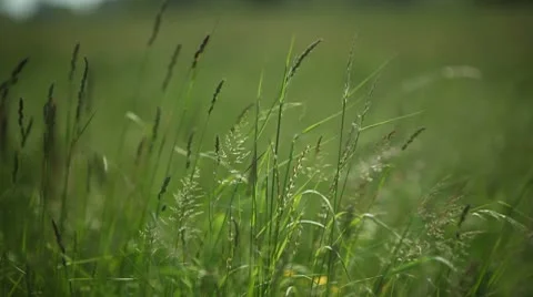 Close-up of blowing blade of grass; Full HD Photo JPEG Stock Footage 10740039