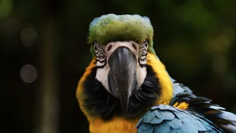 Close Up of Blue and Gold Macaw, Bandung, West Java Indonesia, Asia Stock-Footage 129491415