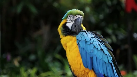 Close Up of Blue and Gold Macaw, Bandung, West Java Indonesia, Asia Vídeo Stock 129493181