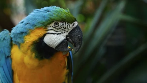 Close Up of Blue and Gold Macaw, Bandung, West Java Indonesia, Asia Video stock 129506423