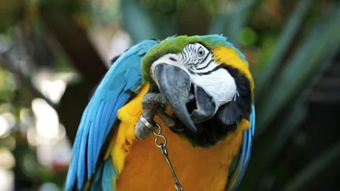 Close Up of Blue and Gold Macaw, Bandung, West Java Indonesia, Asia Stock-Footage 129507045
