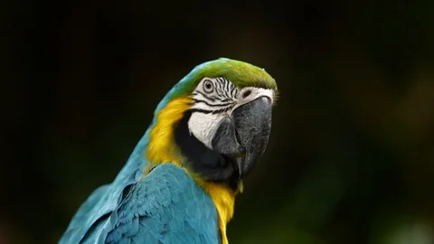 Close Up of Blue and Gold Macaw, Bandung, West Java Indonesia, Asia Stock-Footage 129525665