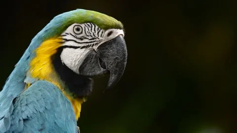 Close Up of Blue and Gold Macaw, Bandung, West Java Indonesia, Asia Vídeo Stock 129525902