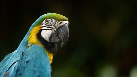 Close Up of Blue and Gold Macaw, Bandung, West Java Indonesia, Asia Stock-Footage 129525904