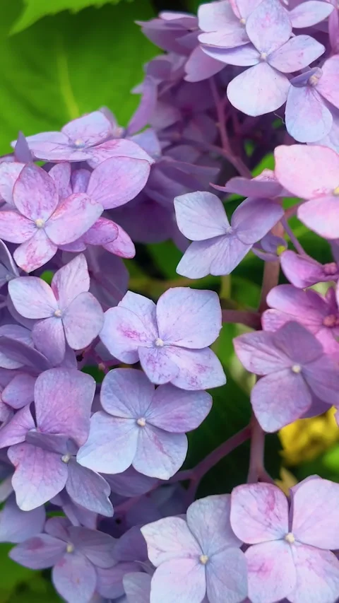 Close-up of Blue and Purple Hydrangea Flowers Swaying in the Wind Vídeos de archivo 335926077