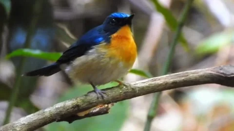 Close-Up of Blue and White Bird Perched on a Plant Branch with Blur Background Stock Footage 284375248