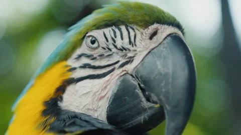 Close-up of a blue-and-yellow macaw slightly turning its head Vidéo 305355885