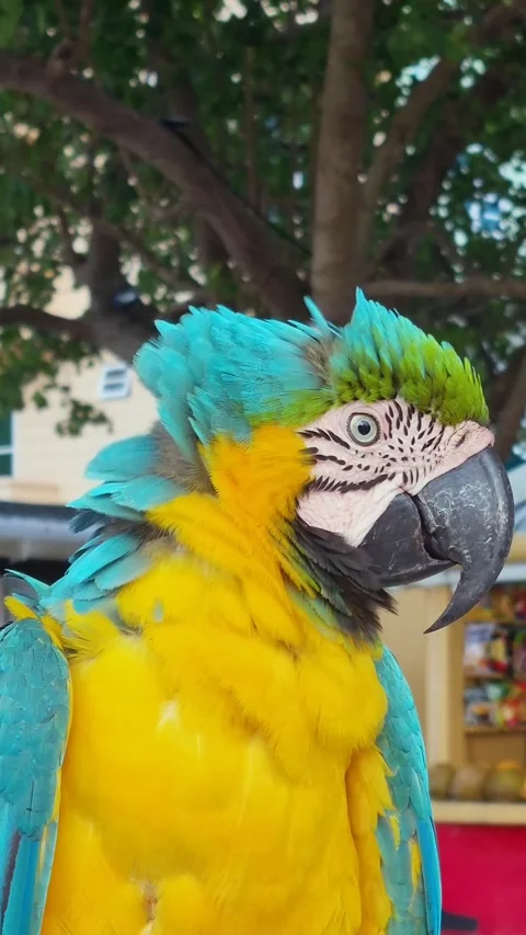 Close-up of a blue-and-yellow macaw on Maafushi, Maldives, its feathers Stock Footage 322727466