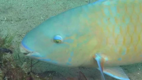 Close-Up of Blue-Barred Parrotfish Displaying Vibrant Colors in Reef Environment Stock Footage 311979220