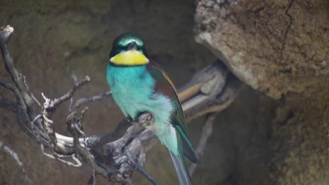 Close up of a Blue bellied roller bird Stock Footage 278012809