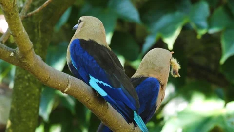 Close up of a Blue bellied roller Stock-Footage 244346318