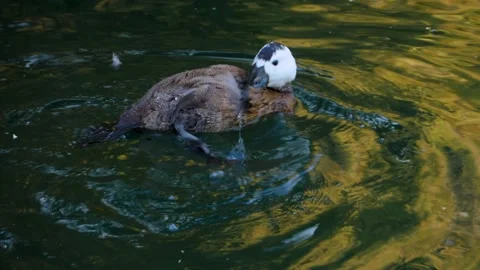 Close up of blue-billed Duck Video stock 135601711