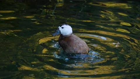 Close up of blue-billed Duck Stock Footage 135818688