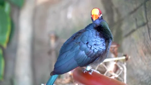 Close-up of a blue bird with a red head that sits on a fence and cleans feat Stock Footage 235956945