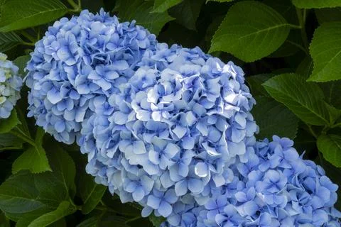 Close up to a Blue blossoms of Hydrangeas Stock Photos