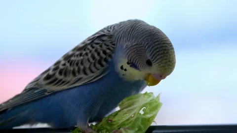 Close-Up of Blue Budgerigar Eating Lettuce Stockbeeldmateriaal 325025121