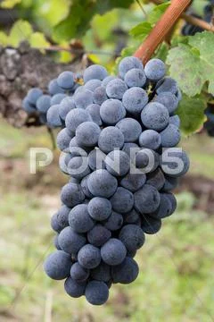 Close up of the blue bunches of ripe grapes Stock Photos