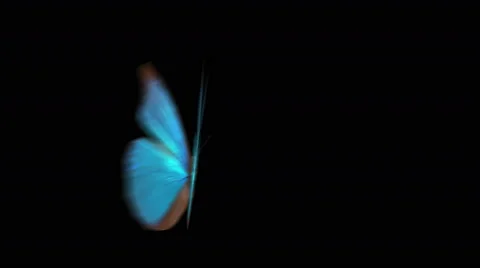 Close up a blue butterfly flying and lan... | Stock Video | Pond5