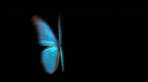Close up a blue butterfly flying and landing into place and camera orbits Video stock 44292334