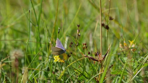 Close up of a blue butterfly in the grass eating from a yellow flower before Stock Footage 344543410