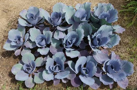 Close up of a blue cabbage on a vegetable garden Stock Photos