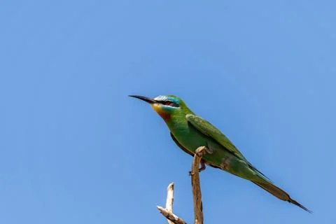 Close up of blue-cheeked bee-eater sitting on a branch of tree Stock Photos