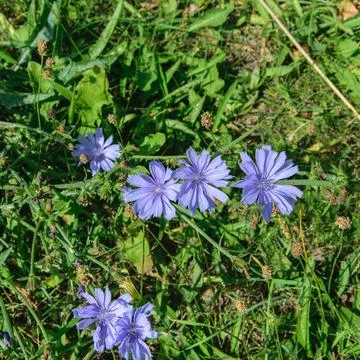Close-up of blue chicory flower on the background. Stock Photos