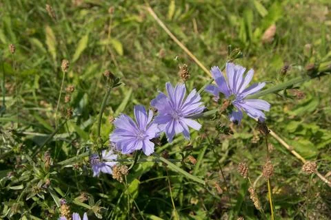 Close-up of blue chicory flower on the background. Stock Photos