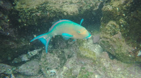Close up of a blue-chin parrotfish at isla bartolome in the galapagos 動画素材 65368192