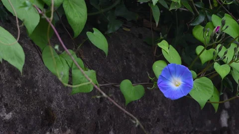 Close-up of blue Convolvulus flower Stock Footage 221234212