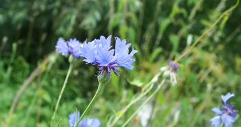 Close Up of Blue Cornflowers Swaying in Summer Breeze Stock Footage 339085395