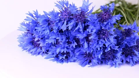 Close-up of blue cornflowers on white background Stock Footage 156469166