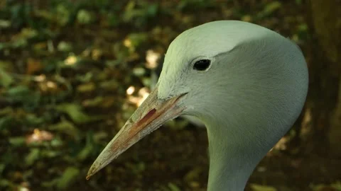 Close up of blue crane. Video stock 135037120