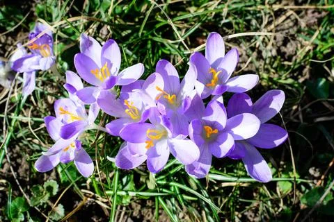 Close up of blue crocus spring flowers in full bloom in a garden in a sunny day Stock Photos