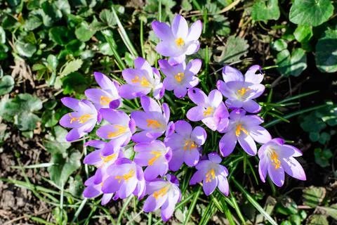 Close up of blue crocus spring flowers in full bloom in a garden  Foto stock