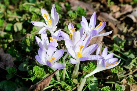 Close up of blue crocus spring flowers in full bloom in a garden Stock Photos