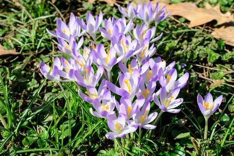 Close up of blue crocus spring flowers in full bloom in a garden Stock Photos