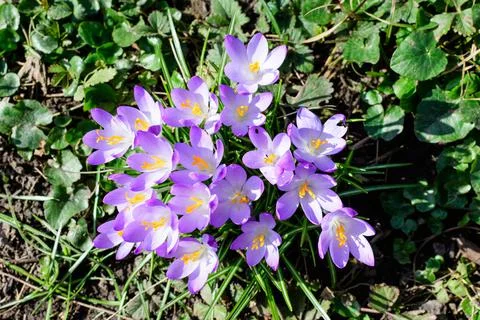 Close up of blue crocus spring flowers in full bloom in a garden in a sunny d Stock Photos