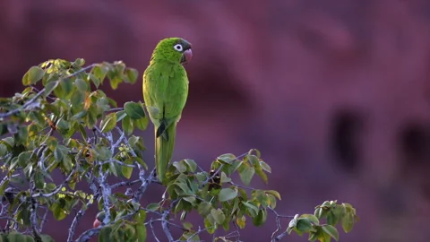 Close up- Blue-crowned Parakeet parrot bird perched background red sandstone Stock Footage 326030009
