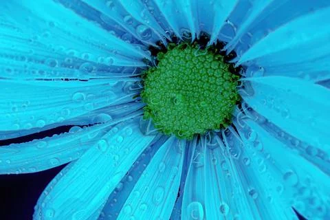 Close up of a blue daisy Stock Photos