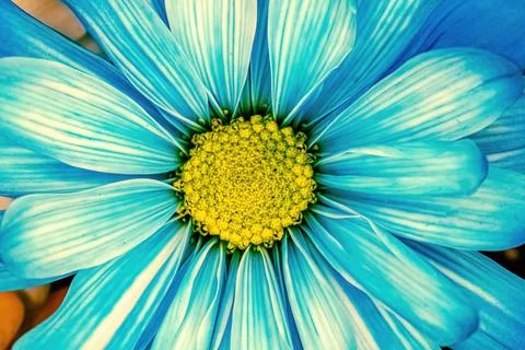 Close up of a blue daisy Stock Photos