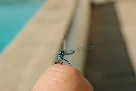 Close-Up of a Blue Damselfly Resting on a Human Finger Foto stock